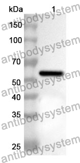 Anti-Human MICAL1 Polyclonal Antibody