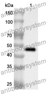 Anti-Human RUVBL2 Polyclonal Antibody