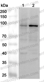 Anti-Human DDX21 Polyclonal Antibody