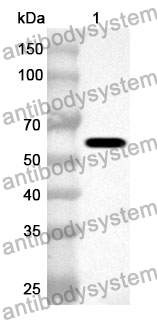 Anti-Human USP13 Polyclonal Antibody