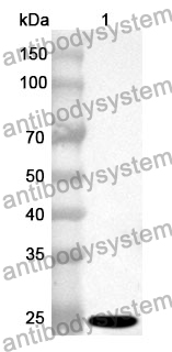 Anti-Human BCL2L13 Polyclonal Antibody