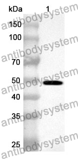 Anti-Human CDC6 Polyclonal Antibody