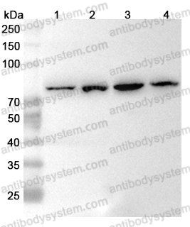 Anti-Human KIF3A Polyclonal Antibody