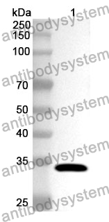 Anti-Human ASRGL1 Polyclonal Antibody