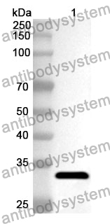 Anti-Human ATF6B Polyclonal Antibody