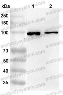 Anti-Human VPS16 Polyclonal Antibody