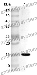 Anti-Human PLEK2 Polyclonal Antibody