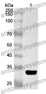 Anti-Human PANX1 Polyclonal Antibody