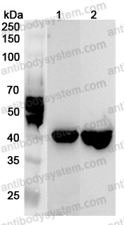 Anti-Human RBM4 Polyclonal Antibody