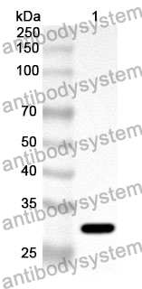 Anti-Human TPK1 Polyclonal Antibody