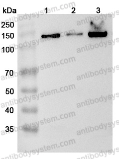 Anti-Human IPO4 Polyclonal Antibody