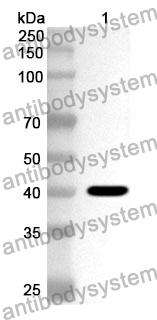 Anti-Human MRPL37 Polyclonal Antibody