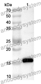 Anti-Human MRPS17 Polyclonal Antibody