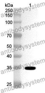 Anti-Human PRMT6 Polyclonal Antibody