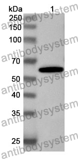 Anti-Human SHOC2 Polyclonal Antibody