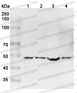 Anti-Human FZR1 Polyclonal Antibody