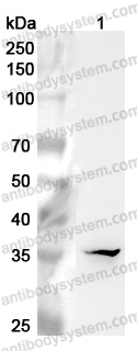 Anti-Human MSI2 Polyclonal Antibody