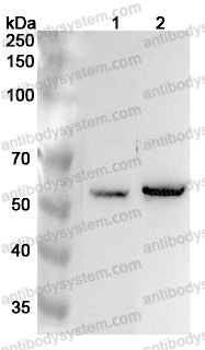 Anti-Human EHD1 Polyclonal Antibody