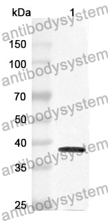 Anti-Human PTPN23 Polyclonal Antibody