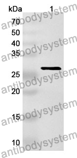 Anti-Human PURB Polyclonal Antibody