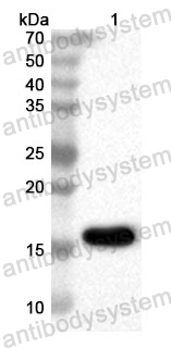 Anti-Human NGRN Polyclonal Antibody