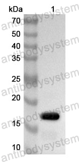 Anti-Human AMOTL1 Polyclonal Antibody