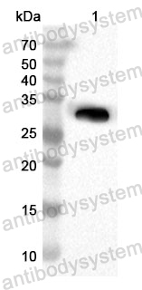 Anti-Human AFMID Polyclonal Antibody