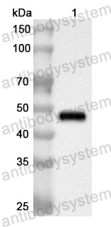 Anti-Human UNC45A Polyclonal Antibody