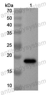 Anti-Human WBP2 Polyclonal Antibody