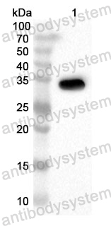 Anti-Human KAT8 Polyclonal Antibody