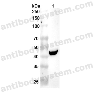 Anti-Human PELO Polyclonal Antibody