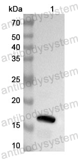 Anti-Human HMG20A Polyclonal Antibody