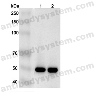 Anti-Human EGLN1 Polyclonal Antibody