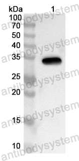 Anti-Human MAGED1 Polyclonal Antibody