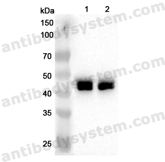 Anti-Human NDEL1 Polyclonal Antibody