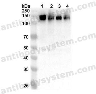 Anti-Human NRCAM Polyclonal Antibody