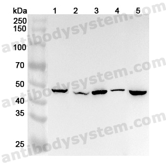 Anti-Human NFS1 Polyclonal Antibody