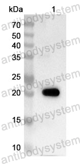 Anti-Human COPS8 Polyclonal Antibody