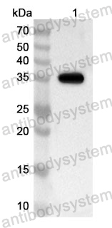 Anti-Human EHMT2 Polyclonal Antibody