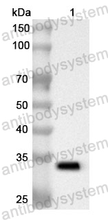 Anti-Human NMD3 Polyclonal Antibody