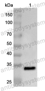 Anti-Human NOX3 Polyclonal Antibody