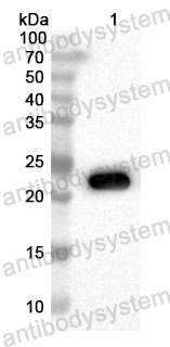 Anti-Human STX12 Polyclonal Antibody