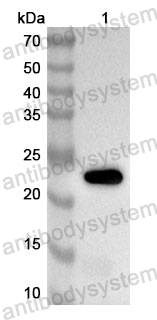 Anti-Human TCF7L1 Polyclonal Antibody