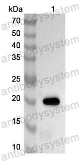 Anti-Human TRAIP Polyclonal Antibody