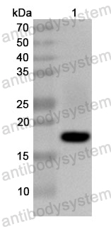 Anti-Human PAF1 Polyclonal Antibody