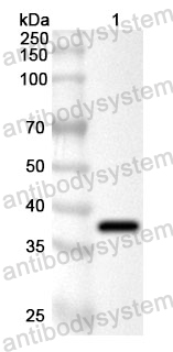 Anti-Human WDR48 Polyclonal Antibody