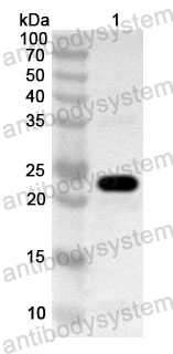 Anti-Human BIRC7 Polyclonal Antibody