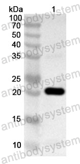 Anti-Human LRR1 Polyclonal Antibody