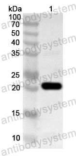 Anti-Human MED30 Polyclonal Antibody