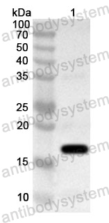 Anti-Human MYDGF Polyclonal Antibody